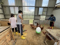 111學年度雞菜共生農場活動照片圖片